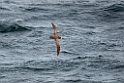 White-chinned Petrel.20081123_6236