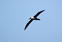 Light-mantled Albatross