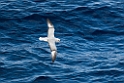 Souther Fulmar