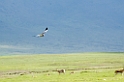 Ngorongoro hedehog00
