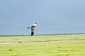 Ngorongoro hedehog01
