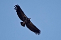 Rupells vulture.20170925_8475