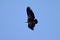 Rupells vulture.20170925_8488