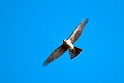 Sparrowhawk.201023aug_7667