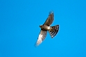 Sparrowhawk.201023aug_7670