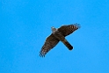 Sparrowhawk.201023sep_8338