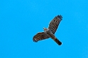 Sparrowhawk.201023sep_8339