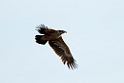 Steppe eagle.200921nov_4138