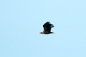 White-tailed Sea-eagle.200921okt_3982