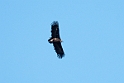 Black Vulture (Munkegrib)