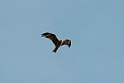 Black kite (Sort glente)