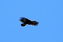 Greater Spotted Eagle (Stor skrigeørn)