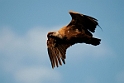 Griffon Vulture (Gåsegrib)