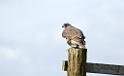 Gyr falcon (Jagtfalk)
