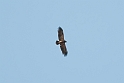 Lesser Spotted Eagle (Lille Skrigeørn)