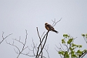 Red-footed Falcon (Aftenfalk)
