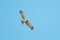 Short-toed Eagle (Slangeørn)