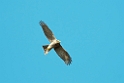 Sparrowhawk (Spurvehøg)