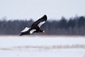Stellers Sea-eagle