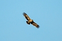 Steppe Eagle (Steppeørn)