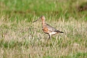 Bar-tailed Godwit (Lille Kobbersneppe