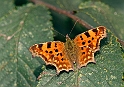 Comma Butterfly (Det Hvide C)