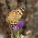 Painted Lady (Tidselsommerfugl)