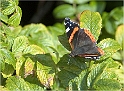 Red Admiral (Admiral)