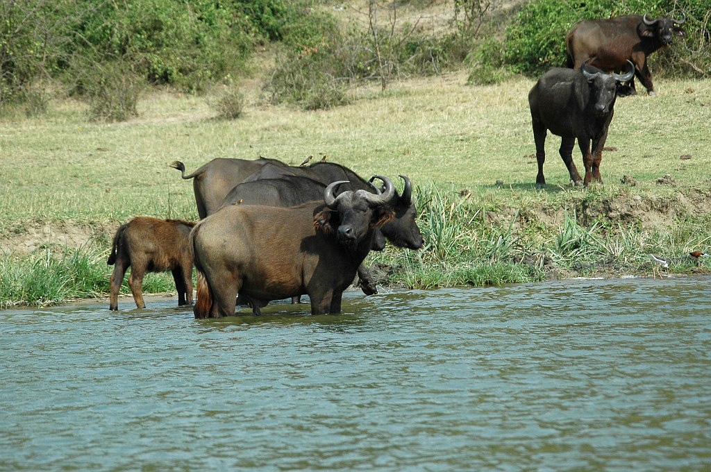 Dsc_0212.jpg - African Buffalo (Syncerus caffer), Tanzania March 2006