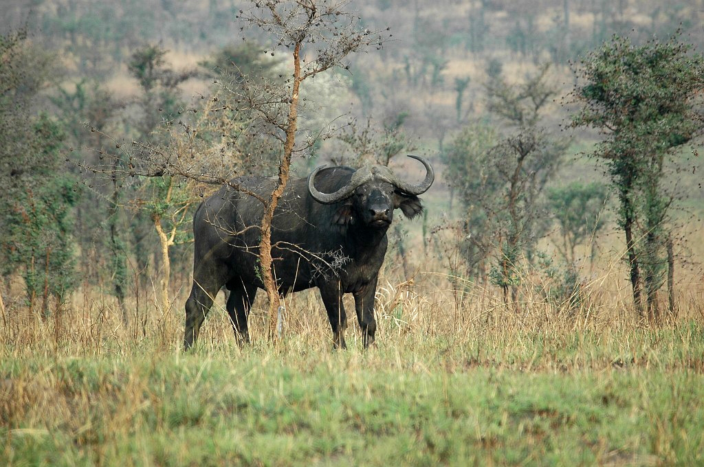 Dsc_250.jpg - African Buffalo (Syncerus caffer), Tanzania March 2006