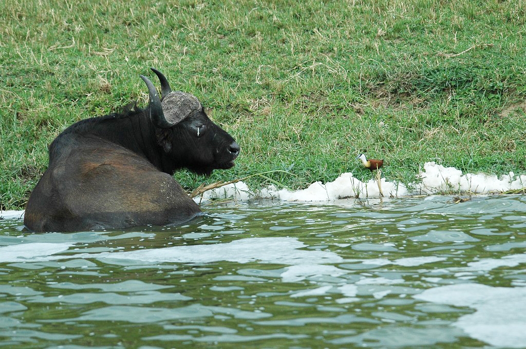 Dsc_338.jpg - African Buffalo (Syncerus caffer), Tanzania March 2006