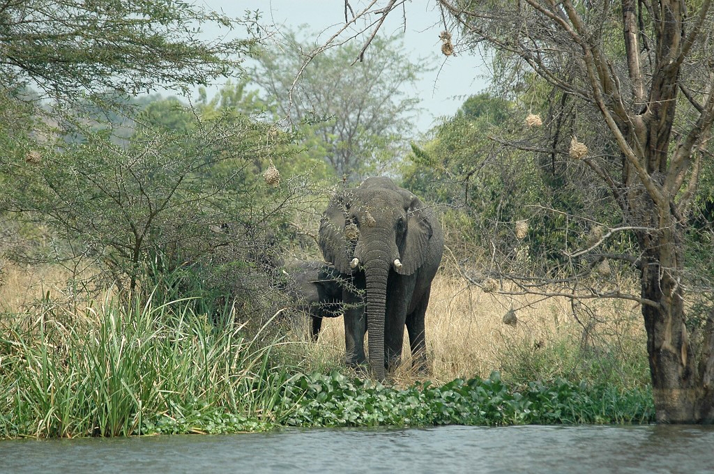 Dsc_0113.jpg - African Elephant (Loxodonta africana), Uganda 2005