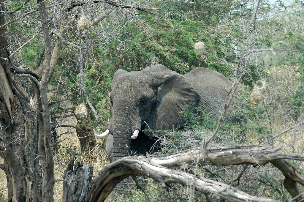 Dsc_0115.jpg - African Elephant (Loxodonta africana), Uganda 2005