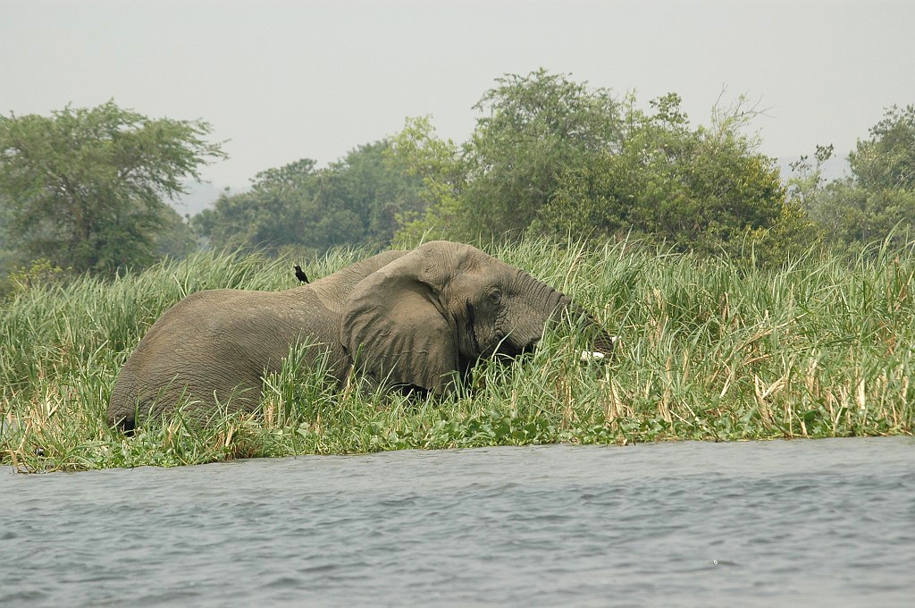 Dsc_245.jpg - African Elephant (Loxodonta africana), Uganda 2005