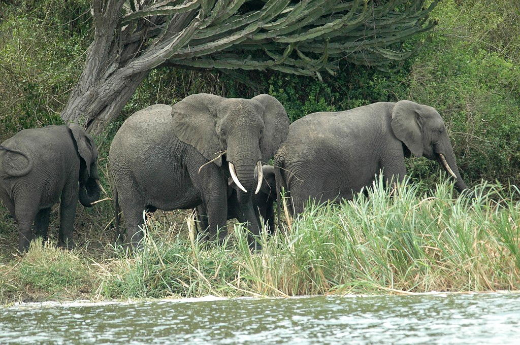 Dsc_333.jpg - African Elephant (Loxodonta africana), Uganda 2005