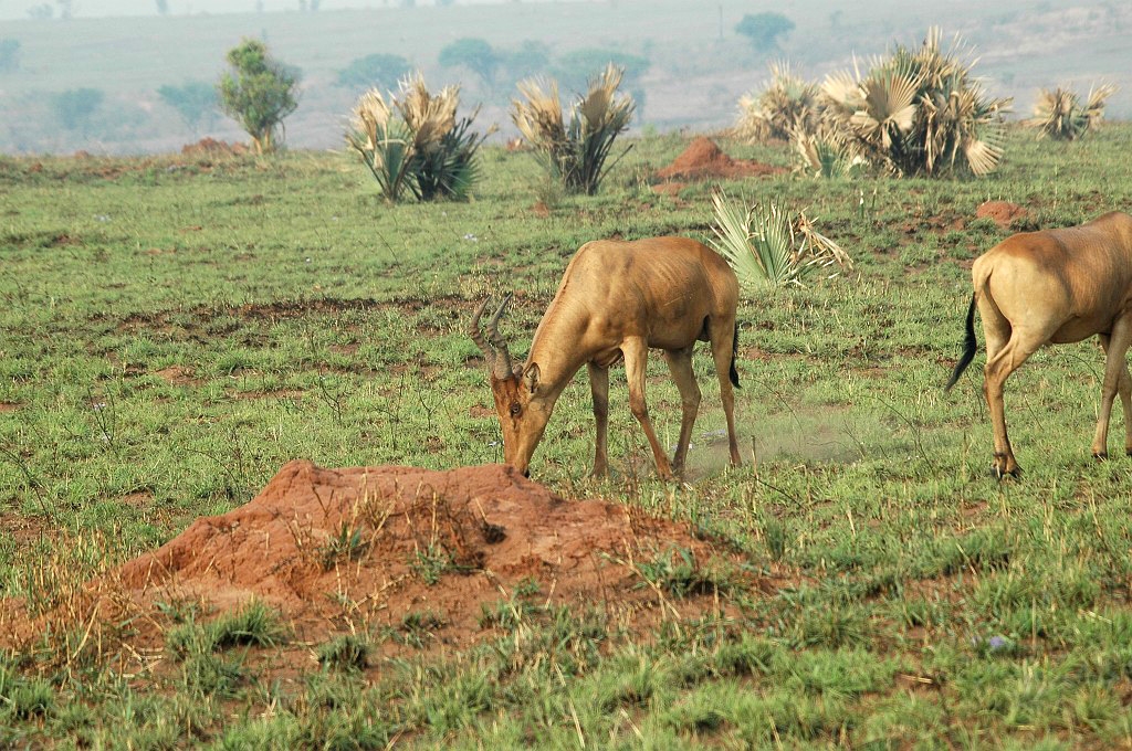 DSC_0030.JPG - Hartebeest (Alcelaphus buselaphus lelwel), Murchison Falls N.P., Uganda February 2005
