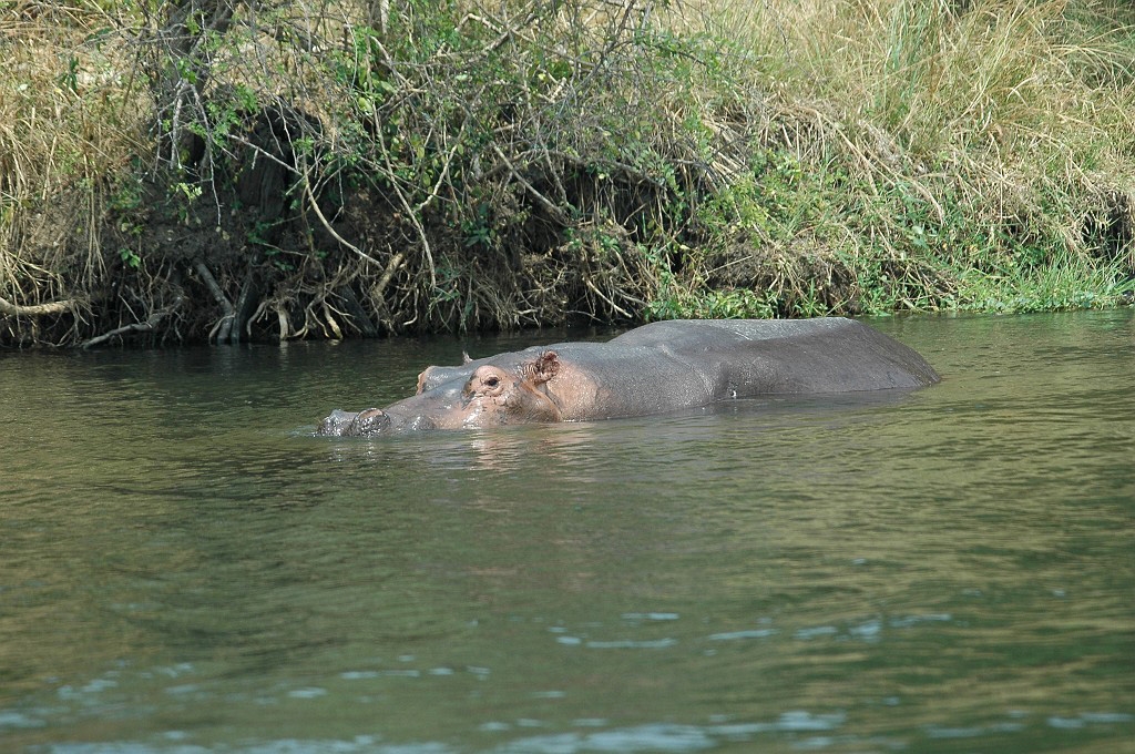 DSC_0087.JPG - Hippopotamus (Hippopotamus amphibius), Uganda 2005