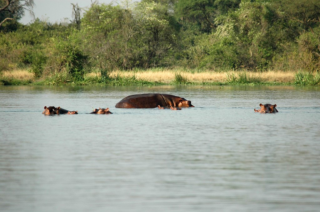 Dsc_0123.jpg - Hippopotamus (Hippopotamus amphibius), Uganda 2005