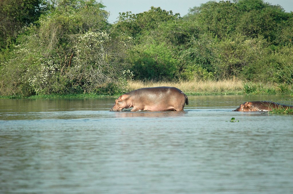 Dsc_0126.jpg - Hippopotamus (Hippopotamus amphibius), Uganda 2005