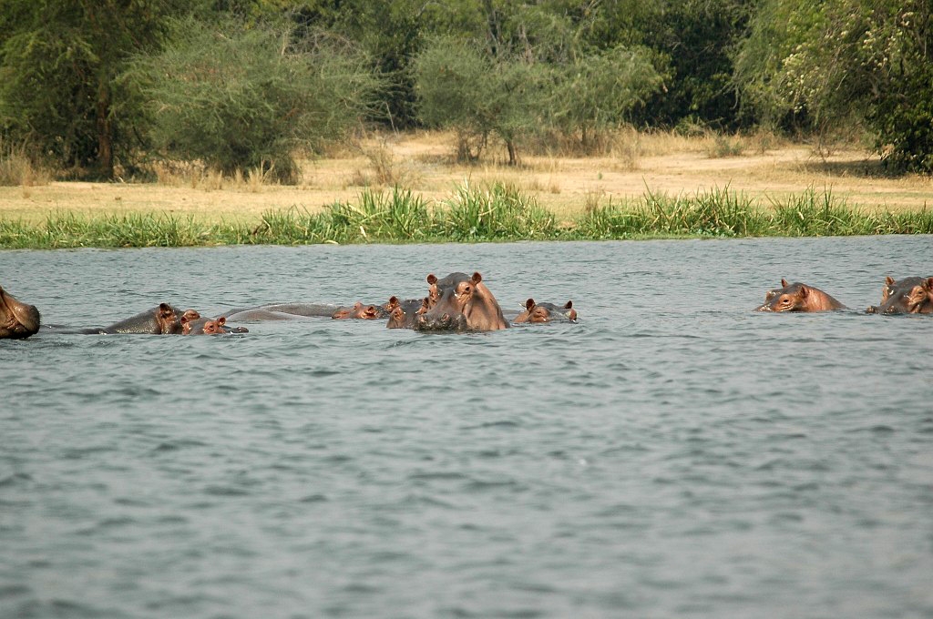 Dsc_0129.jpg - Hippopotamus (Hippopotamus amphibius), Uganda 2005