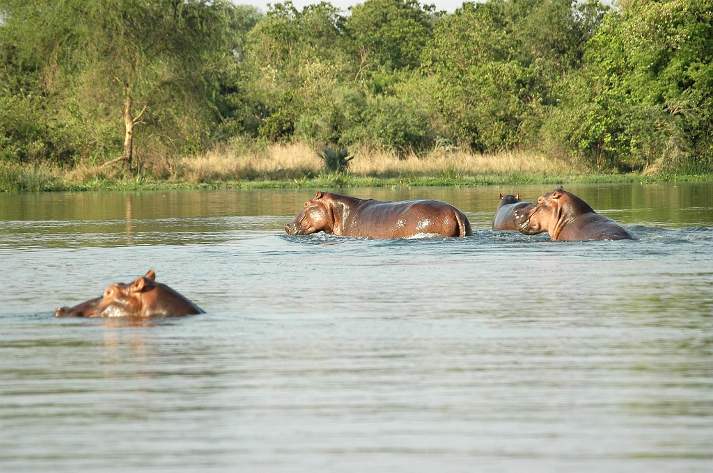 Dsc_0140.jpg - Hippopotamus (Hippopotamus amphibius), Uganda 2005