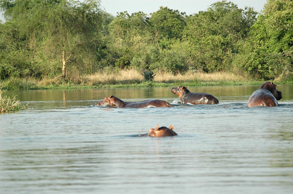 Dsc_0142.jpg - Hippopotamus (Hippopotamus amphibius), Uganda 2005
