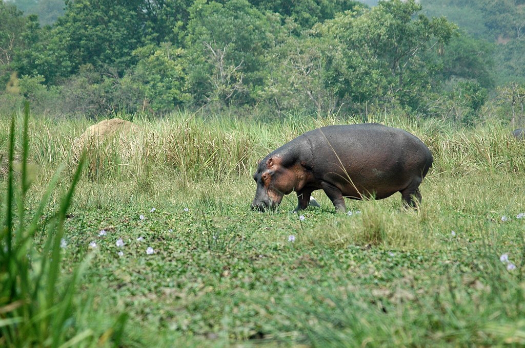 Dsc_0153.jpg - Hippopotamus (Hippopotamus amphibius), Uganda 2005