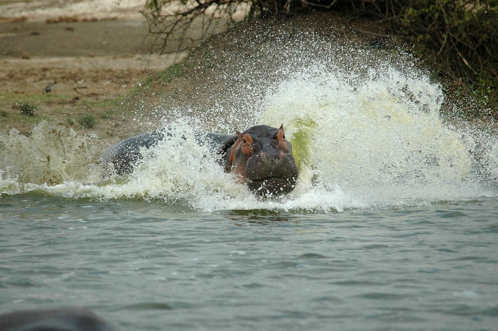 Dsc_0160.jpg - Hippopotamus (Hippopotamus amphibius), Uganda 2005