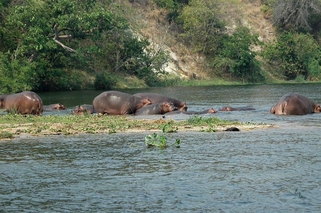 Dsc_0201.jpg - Hippopotamus (Hippopotamus amphibius), Uganda 2005