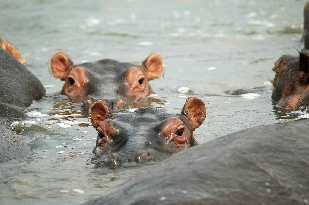 Dsc_336.jpg - Hippopotamus (Hippopotamus amphibius), Uganda 2005