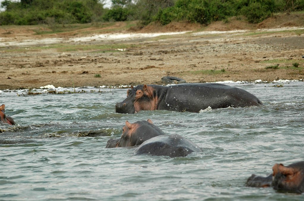 Dsc_337.jpg - Hippopotamus (Hippopotamus amphibius), Uganda 2005