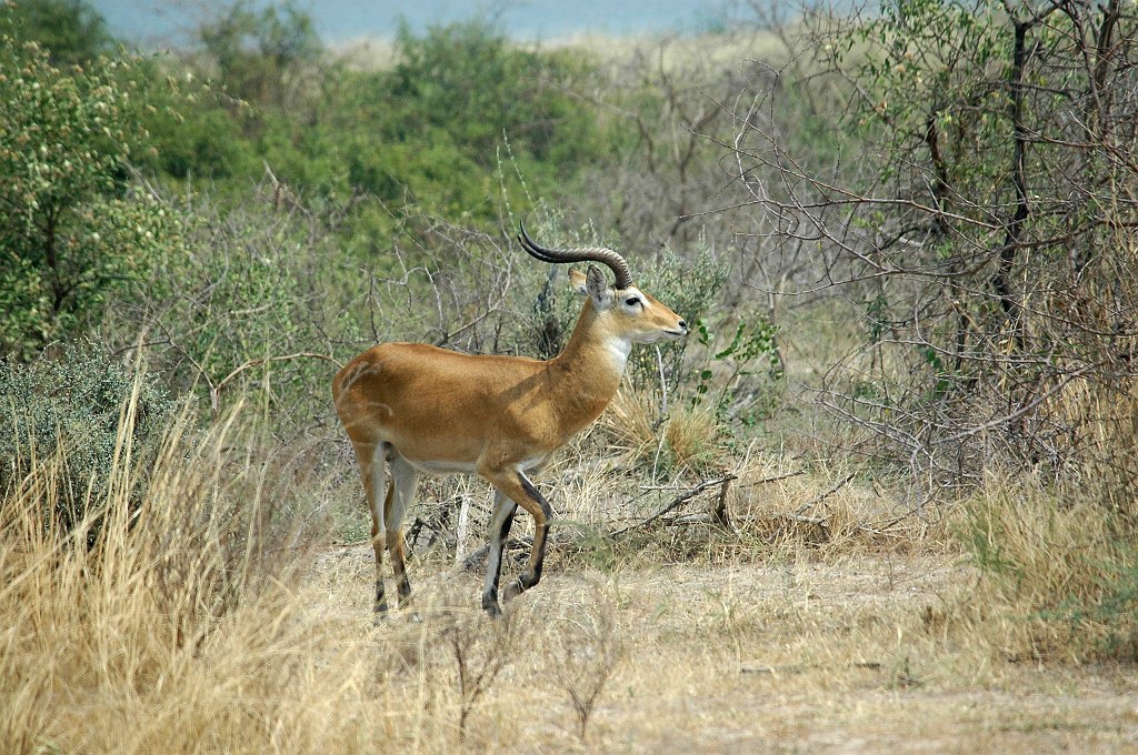 Dsc_257.jpg - Impala (Aepyceros melamus), Uganda March 2005