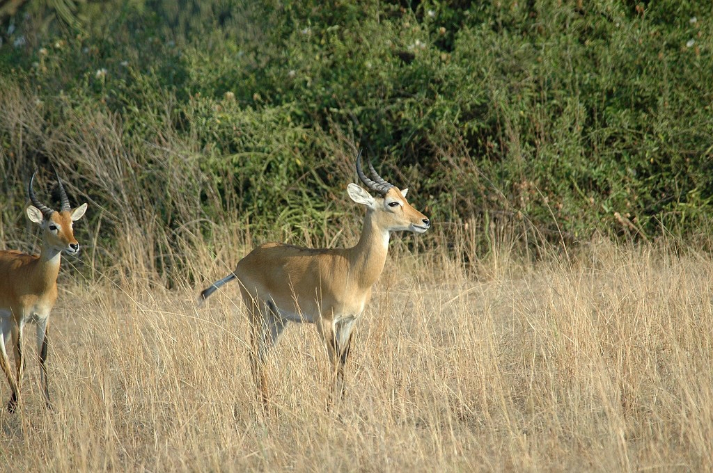 Dsc_313.jpg - Impala (Aepyceros melamus), Uganda March 2005