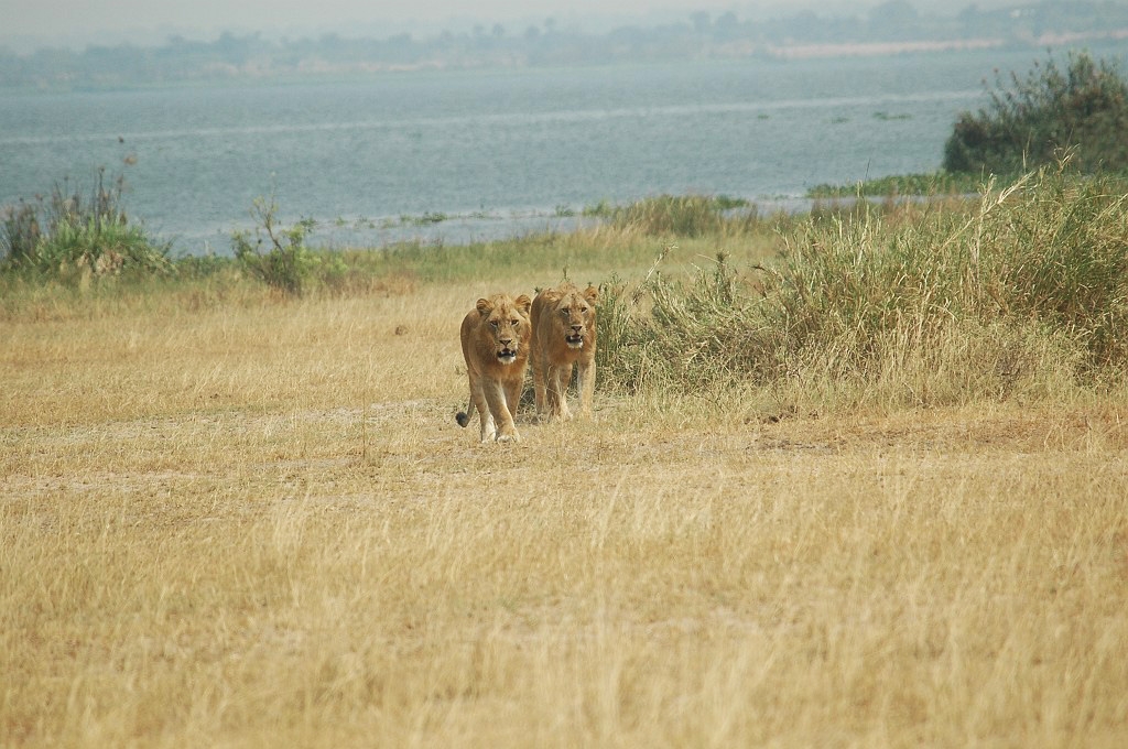 DSC_0047.JPG - Lion (Panthera leo),Uganda February 2005